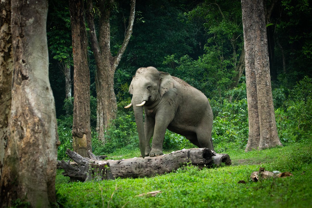 ParveenKaswan's tweet photo. He is just sending his regards on #WorldEnvironmentDay. https://t.co/iyQaNEHo5k