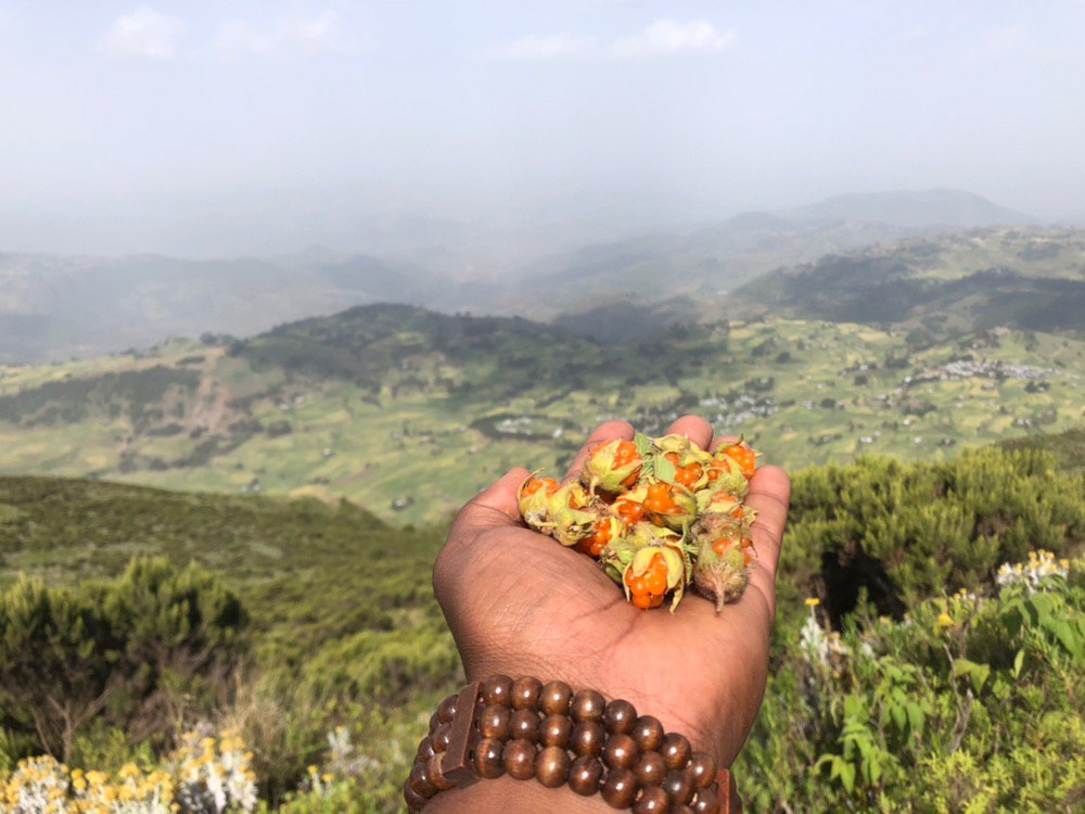 addis_hiking's tweet photo. Even though we brought snacks on our Menz Guassa conservation area hike, we'll gladly accept this offering from Nature Mom 🌎
#landoforigins #ethiopia #addishiking #mysteryberry
#naturemom #earthmom #naturesnacks #freesnacks https://t.co/QWirjNYpDZ