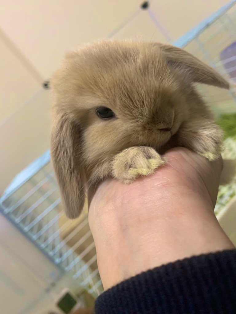 あしだん うさぎマイスター 手のひらサイズが1番可愛い 世界一可愛いうさぎのお店 うさぎとわたし うさぎ専門店 ホーランドロップ T Co Tstfimvzfo Twitter