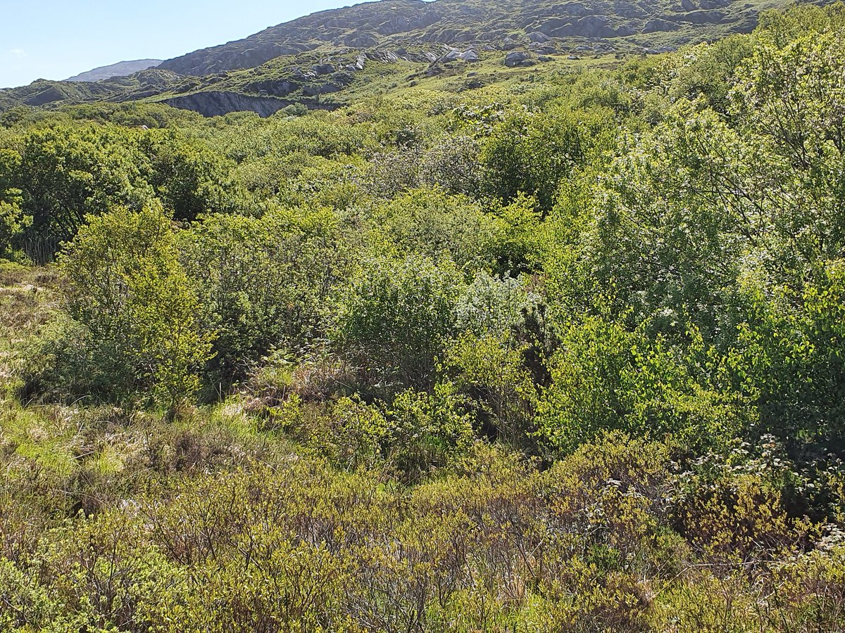 Eoghan Daltun 🌍 tweet media