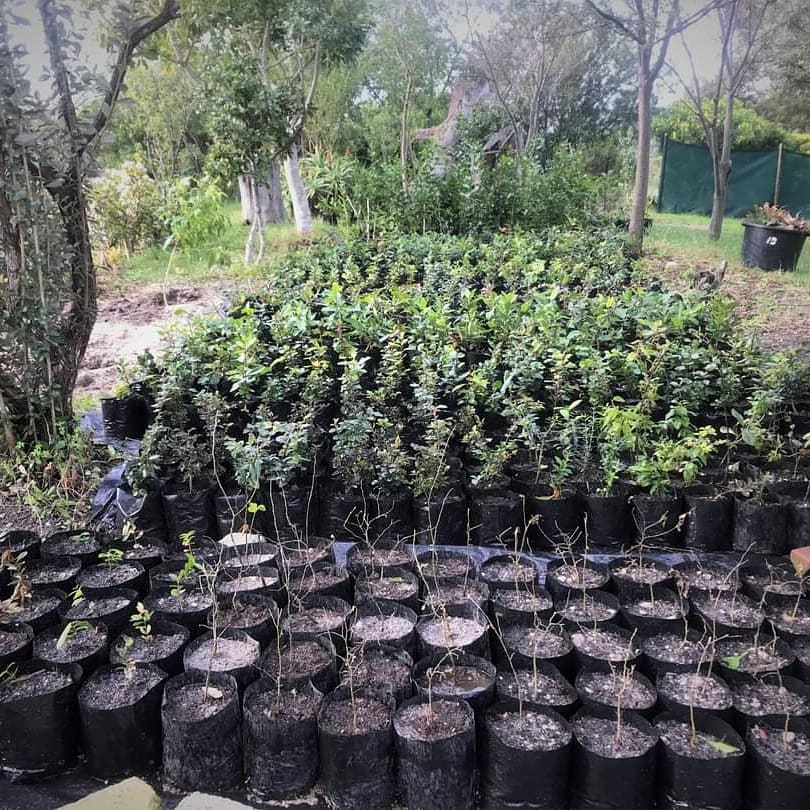 SenseOfAfricaSA's tweet image. #WorldEnvironmentDay – Trees For Tourism.🇿🇦

We are committed to treading lightly on this earth in our everyday actions.

Read more about our sustainability initiative here - bit.ly/3ceYbeI 

#ReimagineRecreateRestore #WorldEnvironmentDay2021 #EcosystemRestoration