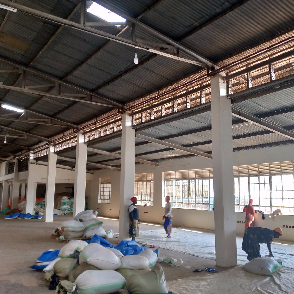 Mt Elgon Agroforestry Communities Coop Ltd tweet media