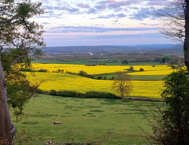 bbcsoutheast's tweet photo. What a view! This was taken overlooking the rapeseed fields near Wrotham. It was captured by Gabrielle Murphy, and is our #photooftheday https://t.co/cYw4Of3stf