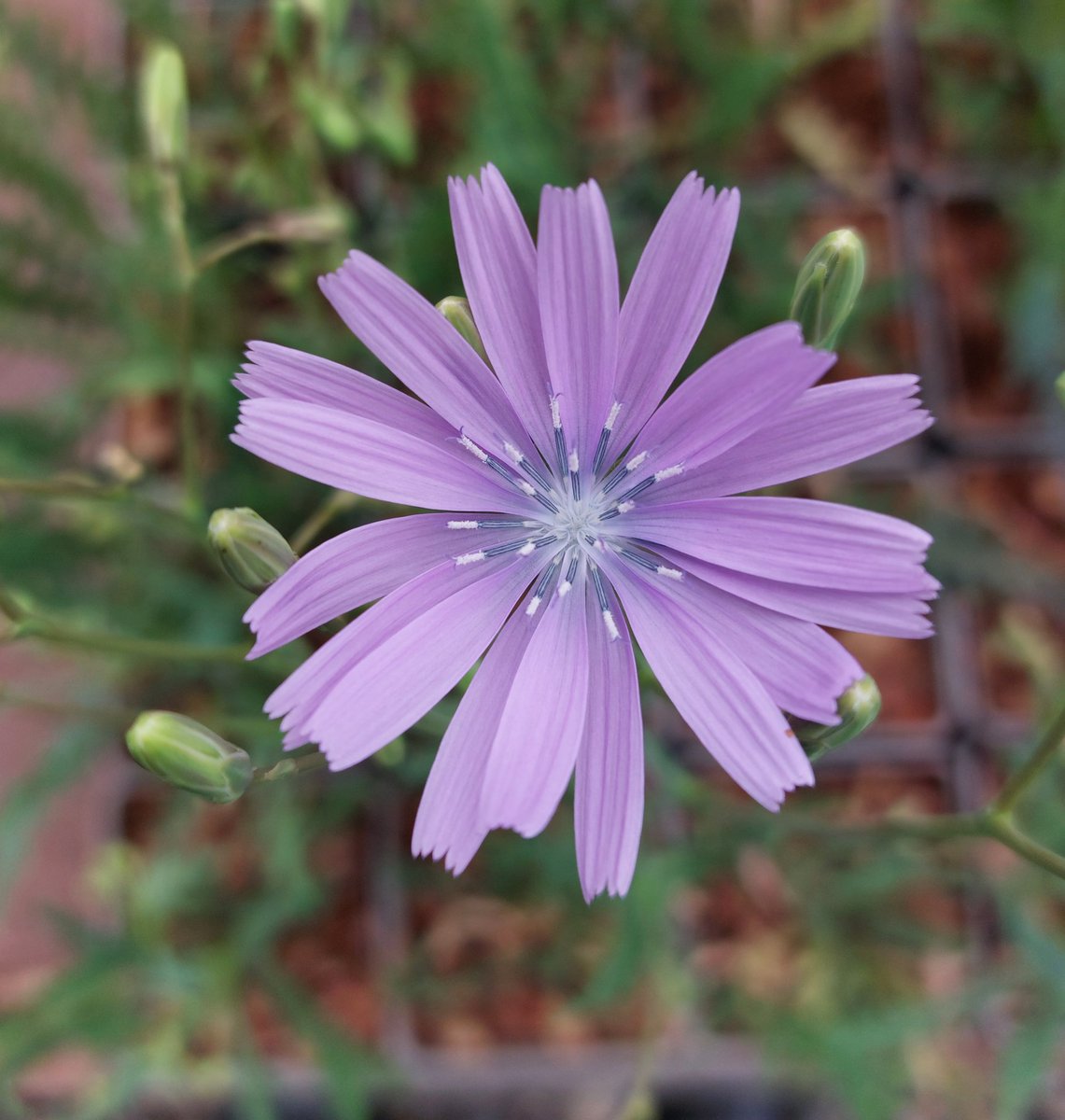 PlantPref's tweet photo. The lovely hardy perennial lettuce relative Lactuca perennis is back in our sales range at last. Compact and well behaved it's a good plant for a sunny gravel garden.
#lactuca #lactucaperennis #peatfree #plantsforsale #fullsun #drainedsoil #hardyplants https://t.co/AeqC953iwR