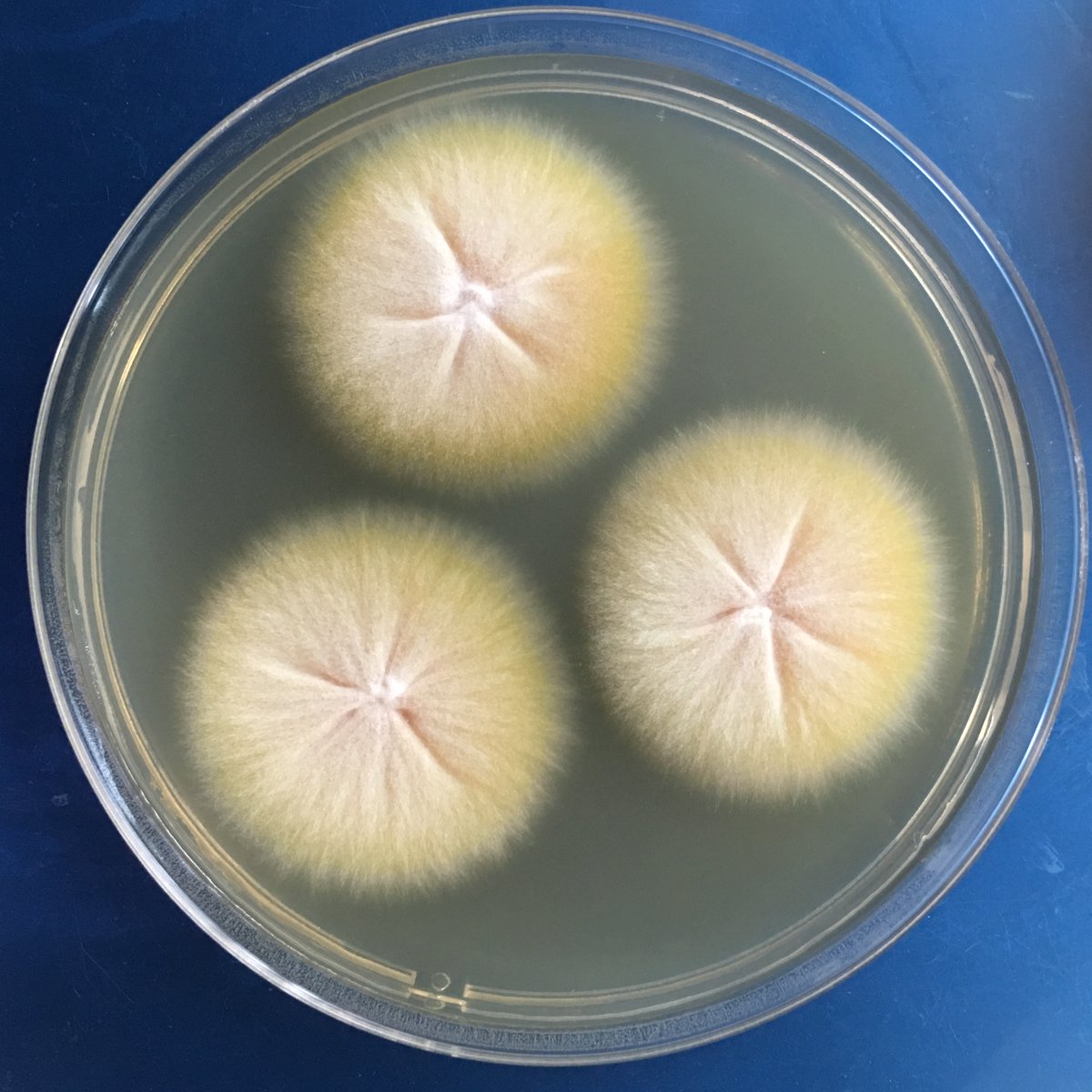 徐和平 Heping XU tweet media