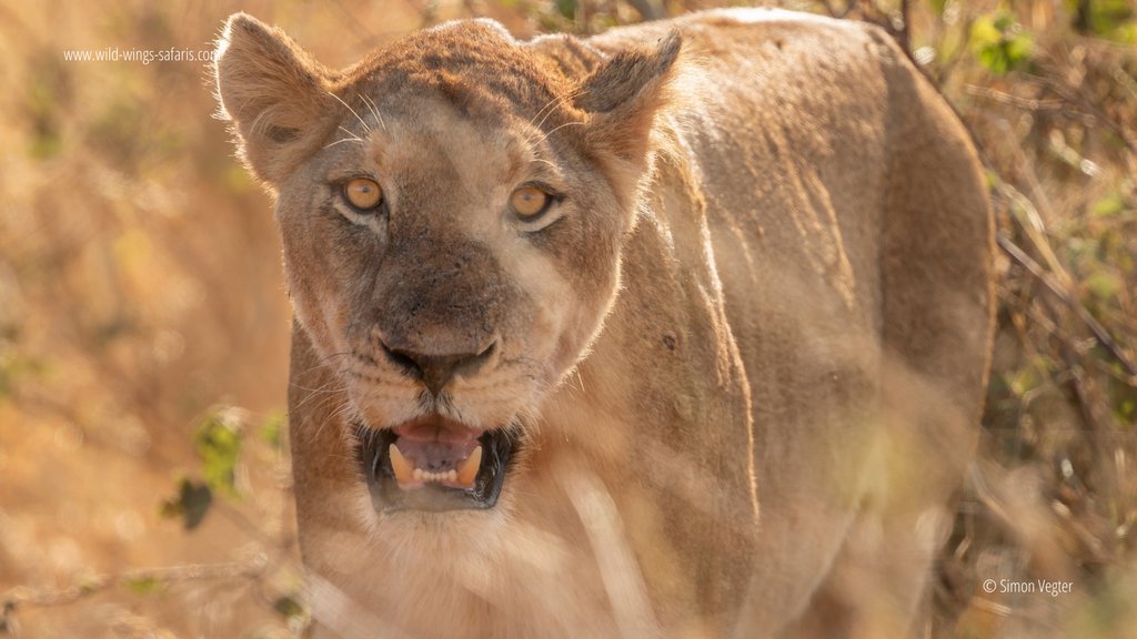 Just in! New photos of sightings from our 17 to 20 May safari in Skukuza. We spotted plenty of giraffes and lions.

📷 Simon Vegter 📍 Kruger National Park
