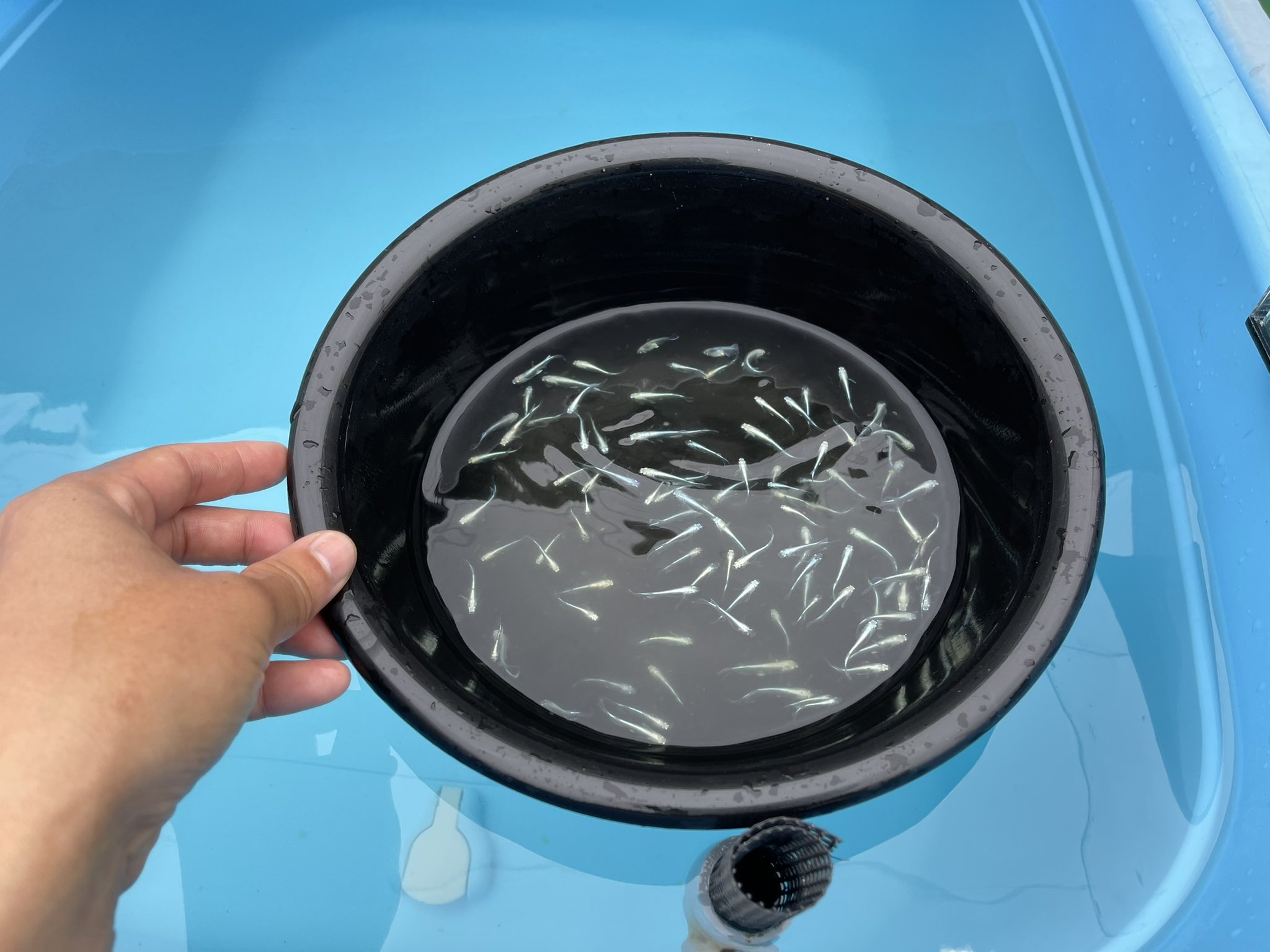 媛めだか 水が死んでる場所をリセット中 この時期新水にするとグイッと成長します 理由は下記の動画をご覧ください 青水だとメダカが大きくならない 稚魚 未成魚 が大きくならない時の青水と新水の使い分け メダカの飼育方法 T Co