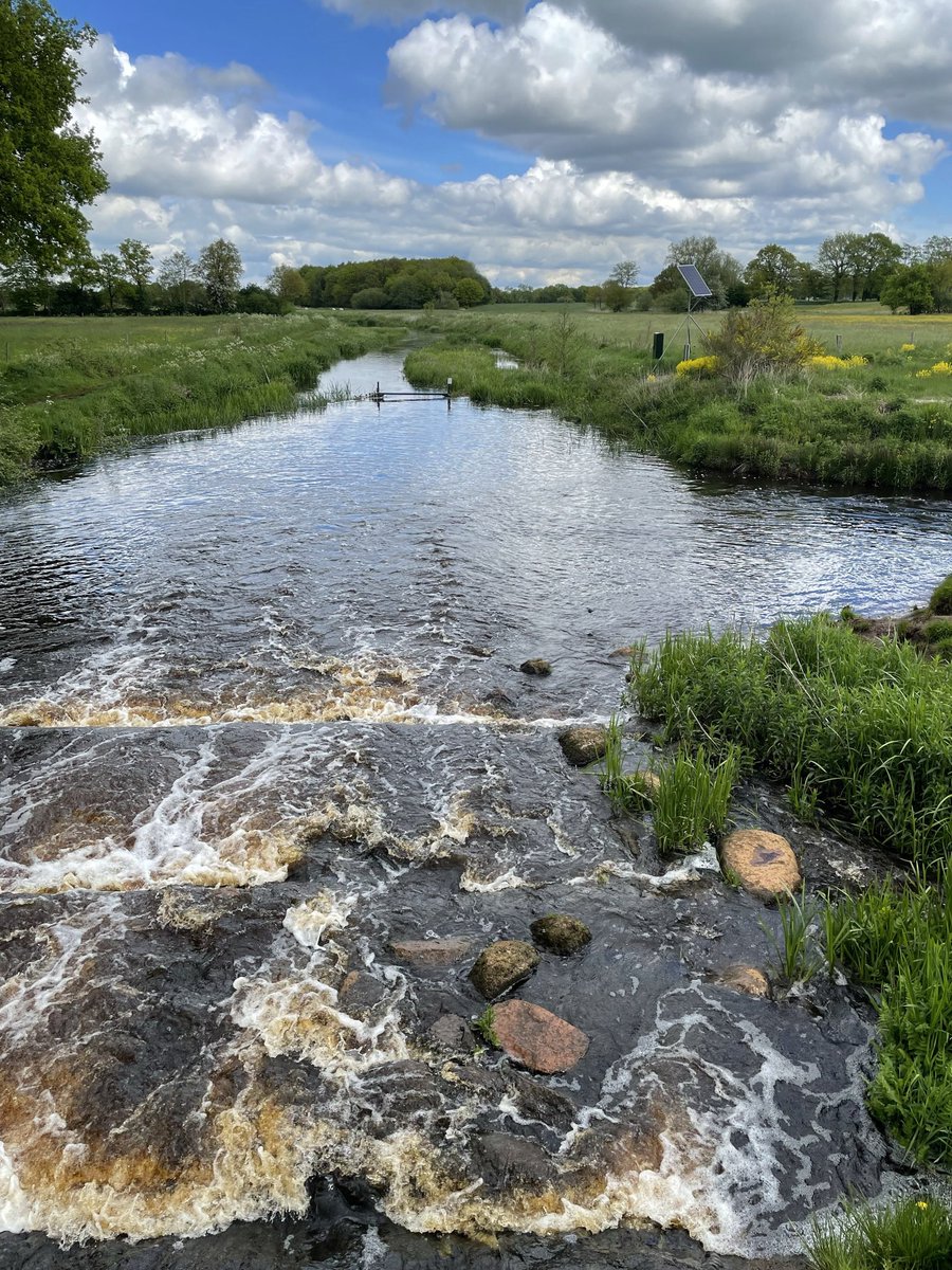 davidesworld's tweet photo. Wandelen langs beken met oevers vol bloemen nu. Veel vistrappen waar het water doorheen kolkt voor aal en snoek en vissen met namen als riviergrondel, bermpje en winde. Schitterend landschap. Ontdek het: https://t.co/XjWXEbXD4d

#wandelen #oerdrenthe
@WandelenRoden @N2000drenthe https://t.co/ZukMvsldTU