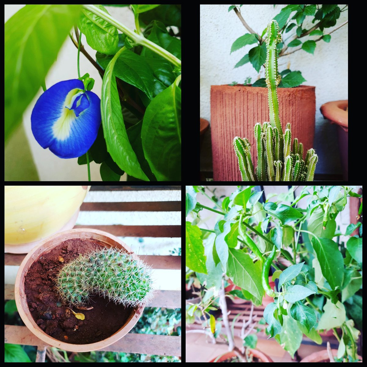 KeyaSMamma's tweet photo. There's something wrong with your perception, My plants ain't behaving weirdly.😜 
Happy World Environment Day💓

#happyworldenvironmentday2021 #worldenvironmentday #Plants #againstgravity #GreenChilly #fabaceae #fabaceaefamily #clitoriaternatea #Clitoria https://t.co/xUyLu0hkt1