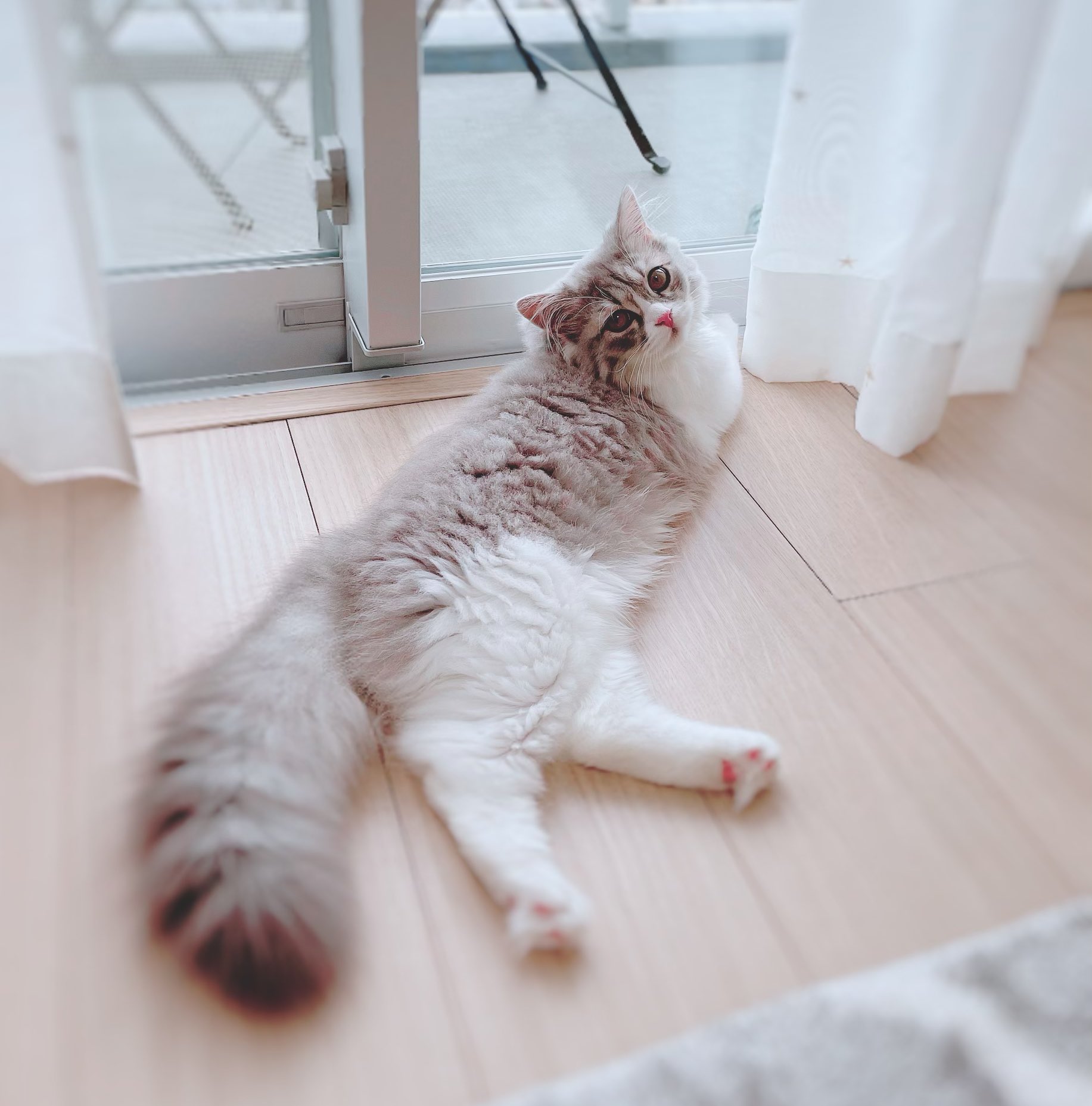 諏訪彩花 日向ぼっこメルちゃん 足組んでるのかわいい 笑 T Co P49f9nihgz Twitter