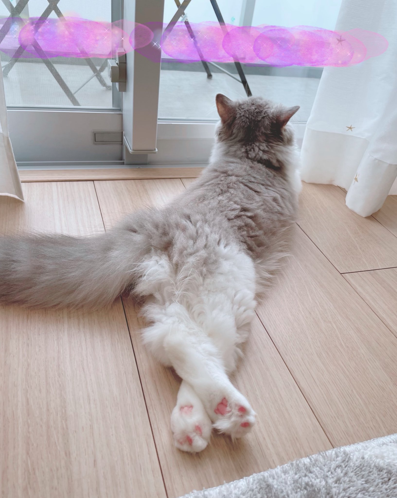 諏訪彩花 日向ぼっこメルちゃん 足組んでるのかわいい 笑 T Co P49f9nihgz Twitter