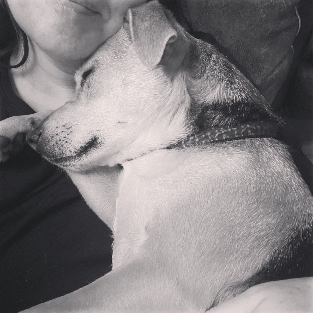 _livealittle__'s tweet photo. Can you beat being promoted to dog bed? I think not #Walt #DogsOfTwitter #NeverMoving #SoMuchLove ♥️♥️ https://t.co/rj90a4jY0G