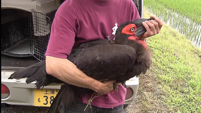 【ミナミジサイチョウ】南アフリカに生息する絶滅危惧種、捕獲成功