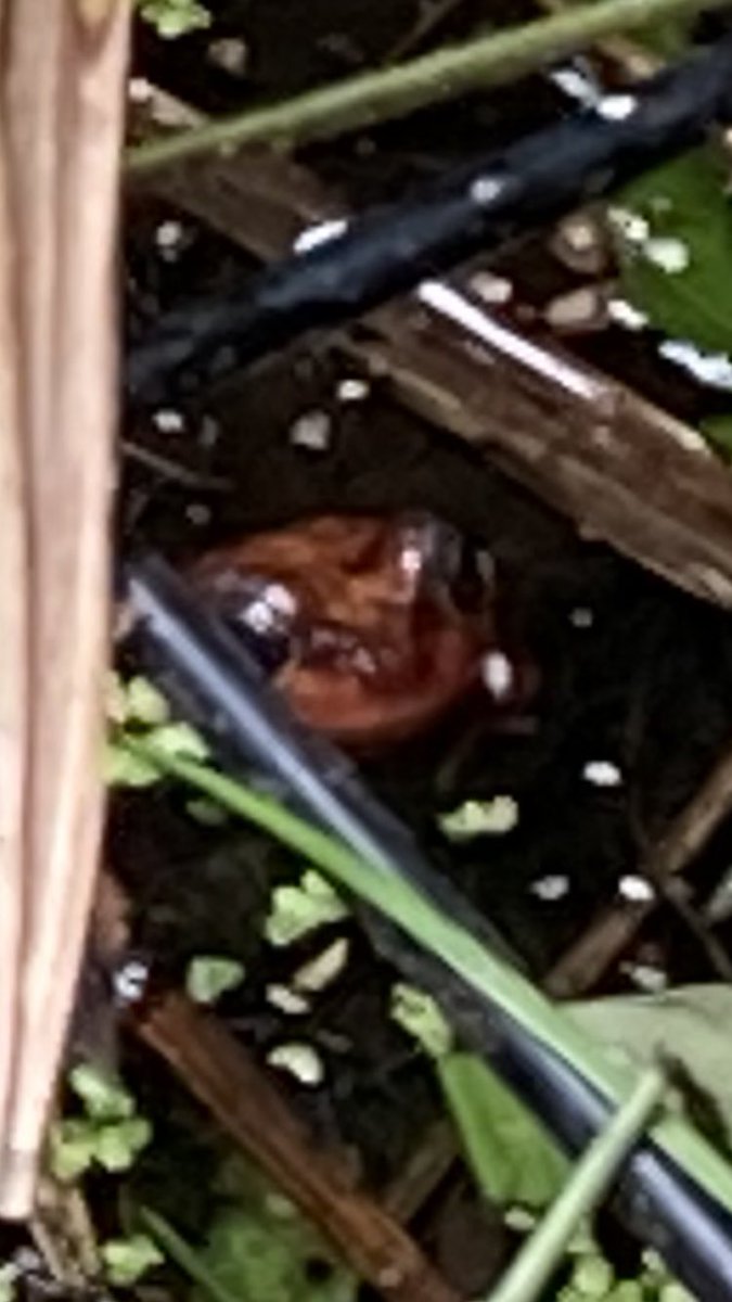Caldercuilt's tweet photo. P4 love our school garden. We had company tooโฆ.a frog peeping out to see us!
#cpsplay
#cpslovelearning https://t.co/ErBGS3Qnuw