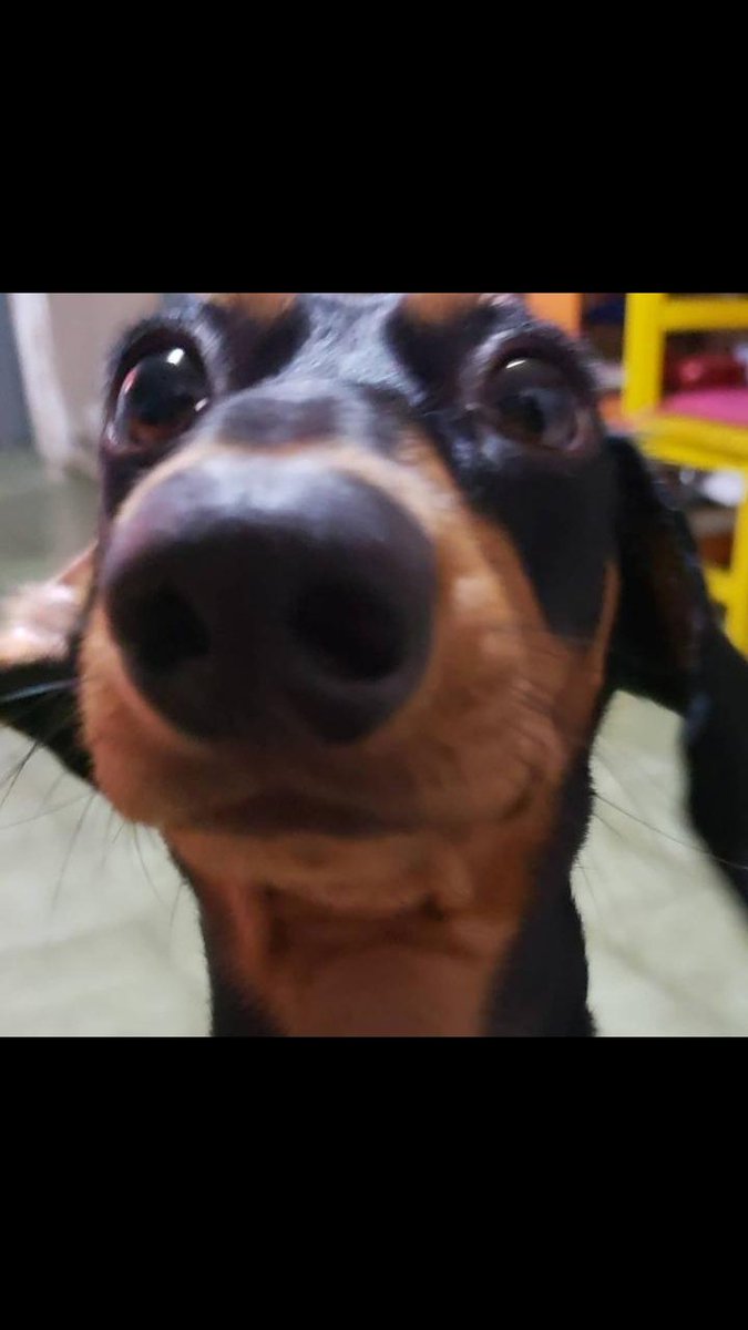 DaitaPPeli77's tweet photo. ¡¡aviso importante!! Un equipo de búsqueda acorraló al famoso narcotraficante Conocido como santinoelpnchiko pero lamentablemente logró escapar junto a su pitbull conocida anteriormente por violar a un inocente hombre y dejarlo embarazado y secuestrar a un niño, les dejo fotos https://t.co/Kmpx5xLHal
