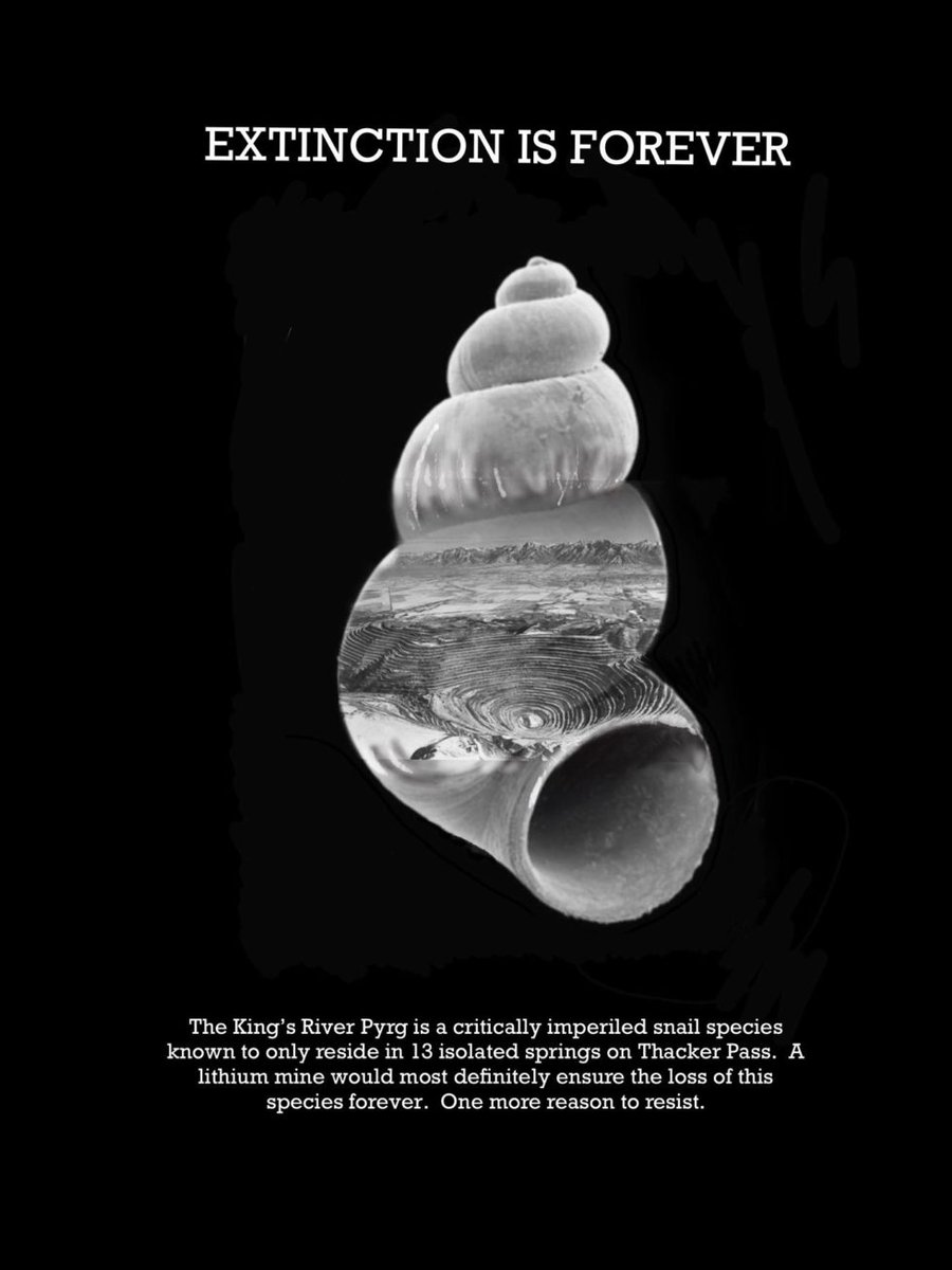 "The King’s River Pyrg is a critically imperiled snail species known to only reside in 13 isolated springs on Thacker Pass. A lithium mine would most definitely ensure the loss of this species forever."One more reason to resist. http://www.protectthackerpass.org/kings-river-pyrg/ #ProtectThackerPass