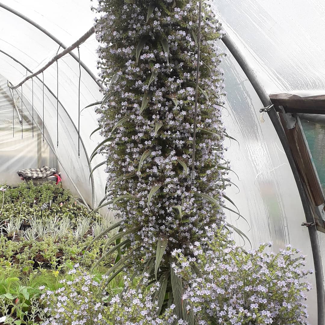 Our Echium just won't stop growing! 

To see how big it now is, find it in our middle tunnel! Rapkyns Nursery, Street End Lane, Broad Oak Heathfield TN21 8UB phone Steven on 07771916933. We are open Tuesday to Saturday 10 til 5pm.