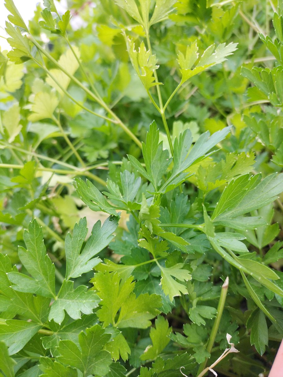 biofolius's tweet photo. #parsley
#umbriatourism
#visitumbria #umbriagram #umbrialovers #umbria_super_pics #igersitalia #igersiumbria #Biofolius #startBiofolius #grazieBiofolius #aziendaagricolabiologica #bio #cibosano #assagiate #madeinumbria #madeinitaly ๐ฑ๐ฟโ๐๐ด๐ณ๐ฒ๐๐ต๐๐๐๐๐๐๐พ๐น https://t.co/4xHrWssHzh