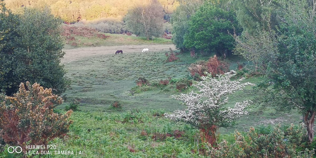<a href="/herdyshepherd1/">James Rebanks</a> 3 generations of our family moving the cattle this morning. Traditional #NewForest #commoners farming in a way that is both good for nature &amp; has produced fantastic food for 100s of yrs. Yet, Defra want to pension Grandad off &amp; replace our children with new entrants. As for us?