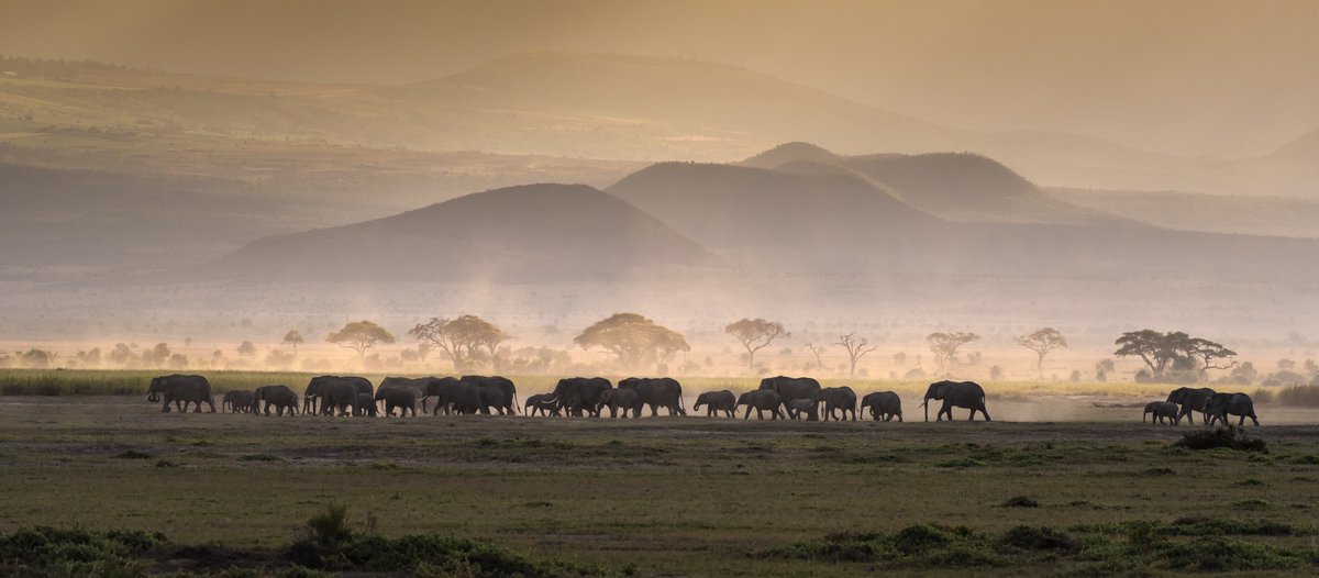 Elephants at sunset in Amboseli National Park, Kenya.