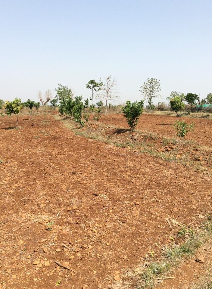 SmileSudarshan's tweet photo. On a very personal level feel proud contributing to sustainable local eco systems through working on food cycle energy cycle and water cycle - mixed cropping/ mulching / rain water harvesting / composting / bio gas / planting trees / contour bunds whatever it takes https://t.co/EHvoKBeV7b