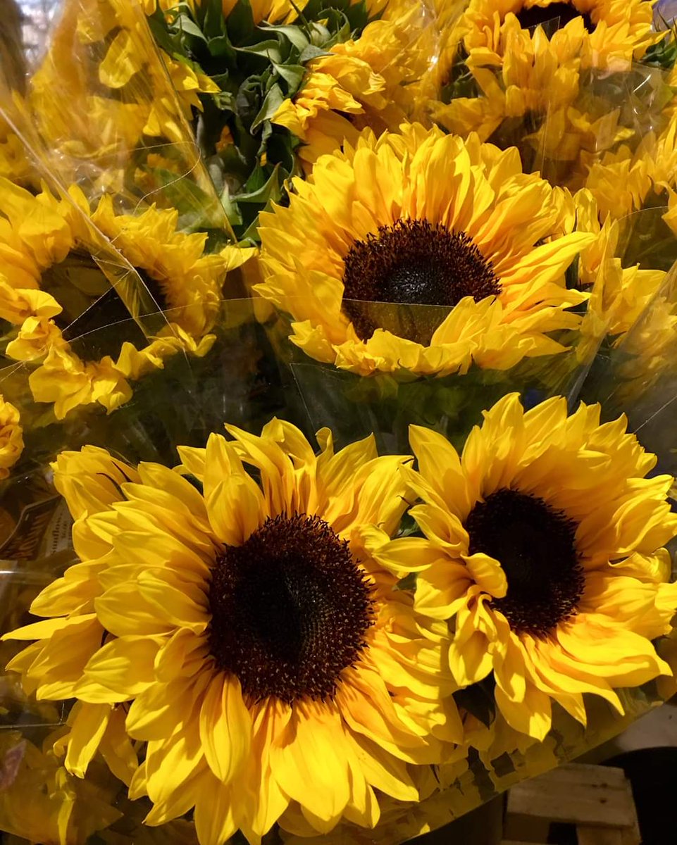 #sunflowerforizone