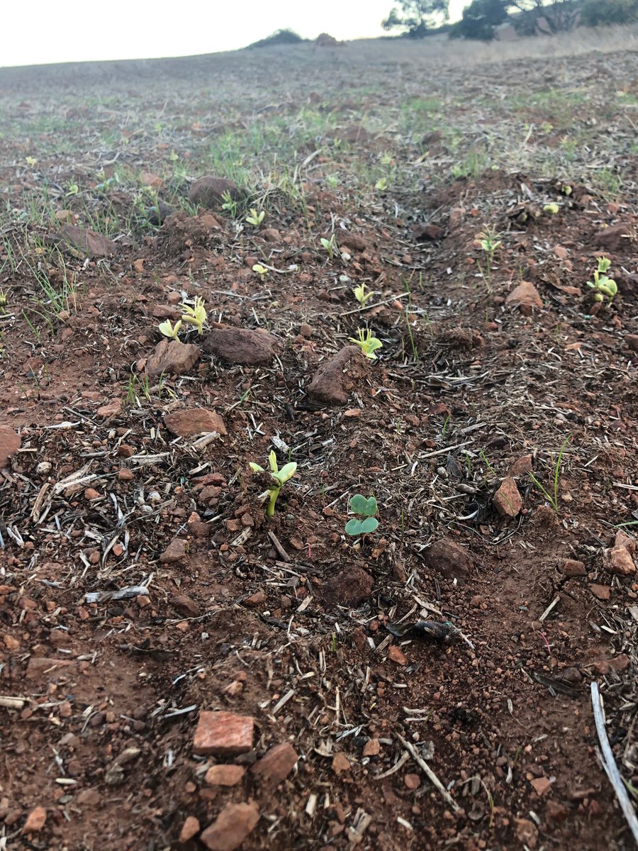 markswaffer1's tweet image. After all the talk of overwatch issues I’ve been keen to see it’s activity on our volunteer lupins in this years canola. It’s clearly got them. No pink ryegrass yet though.