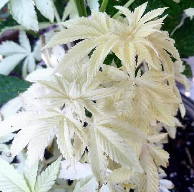 ia_stoned's tweet photo. Weed albinos ? https://t.co/Gkp3mB9F1B