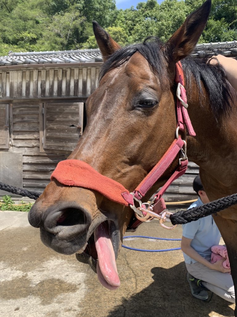 神戸大学馬術部 Shindaibajutsu Twitter
