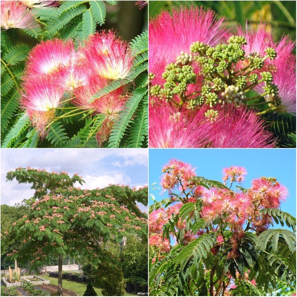 Gülibrişim’in anavatanı İran’dır. İtalyanlar tarafından İstanbul’dan Avrupaya taşınmış ve bu güzellik dünyaya yayılmıştır.

Güneşi sevdiği için Ilıman sıcak iklimlerde iyi gelişir. Kuraklığa ve soğuğa da dayanır. Kireçli toprağın ağacıdır.

Tohumla yetişir, hızlı büyür.