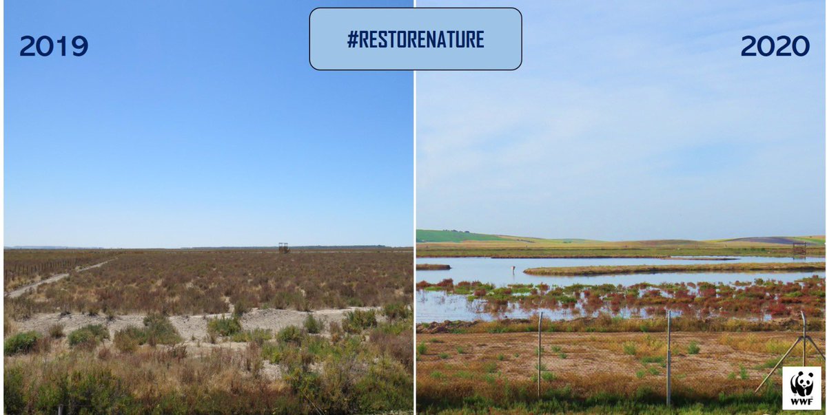 WWFespana's tweet photo. Mirad, este es un claro ejemplo de #RestauraLaNaturaleza 😊

Esta es la marisma de Trebujena (Cádiz) antes y después del proyecto de restauración que estamos llevando a cabo 💦

#DíaMundialDelMedioAmbiente https://t.co/JB9hR2PTil