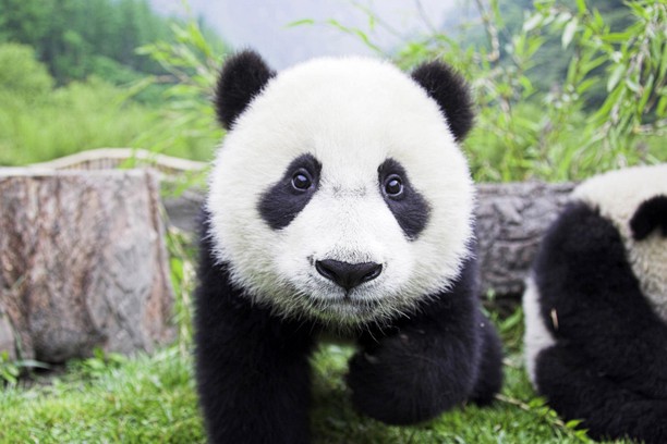 deJavUgUr's tweet photo. π’π’your little panda is growing fast. Come on little pandas..ππ
@LittlePandaMoo1 #littlepandamoon $littlepandamoon @cz_binance @binance @CoinMarketCap @PancakeSwap #DEFI #newtoken #BSC #BSCArmy #MiamiBitcoin2021 https://t.co/9QabafwXBC