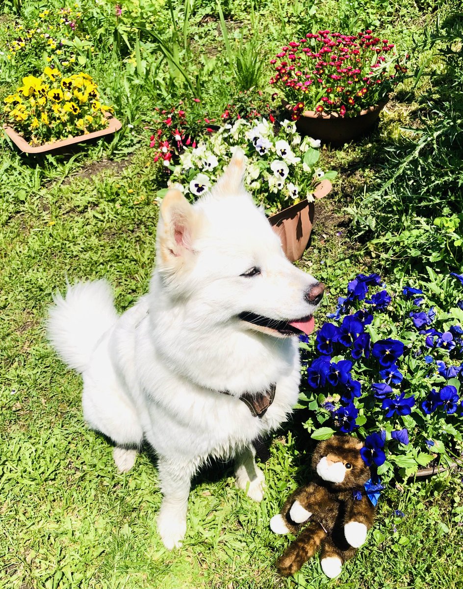 misses_sissy's tweet photo. @Misses_Sissy loves her new cat toy - #love 💗#samojed #samoyed #dogsofinstagram #dog #samoyedlife #samoyedsofinstagram #samoyedpuppy #samoyedlove #samoyedlovers #samoyeddog #samoyedsmile #puppy #feature #samoyedpage #samoyedclub #dogstagram #dogsofinstagram https://t.co/E3IzG0JNs7