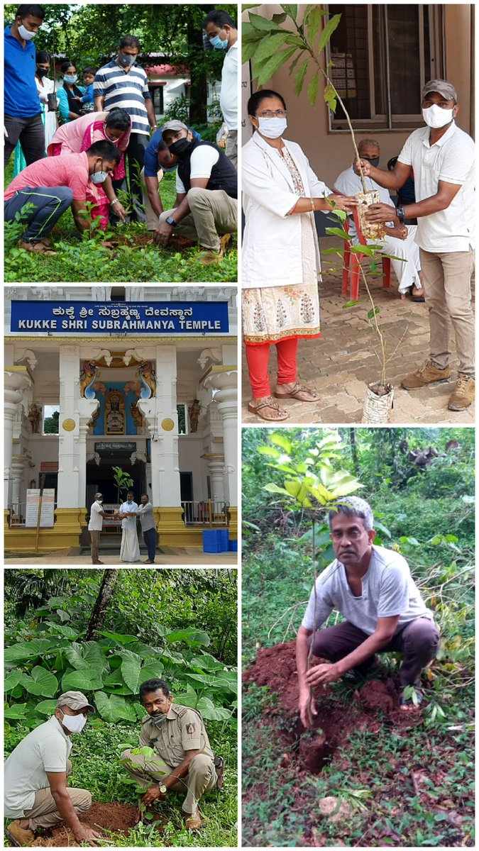 BKukke's tweet photo. @WCCBHQ 
 Plating of Trees on the occasion of The World Environment Day by The Principal and Faculty of Kukke Sri Subrahmanyeshwara College, Mr.Rukma Naika PSI Kadaba Taluk, Smt.Omana PSI Kukke,
Dr. Suchitra PHC Kadaba and Mohandas president K.S.S Temple. https://t.co/VpBtai5F4S