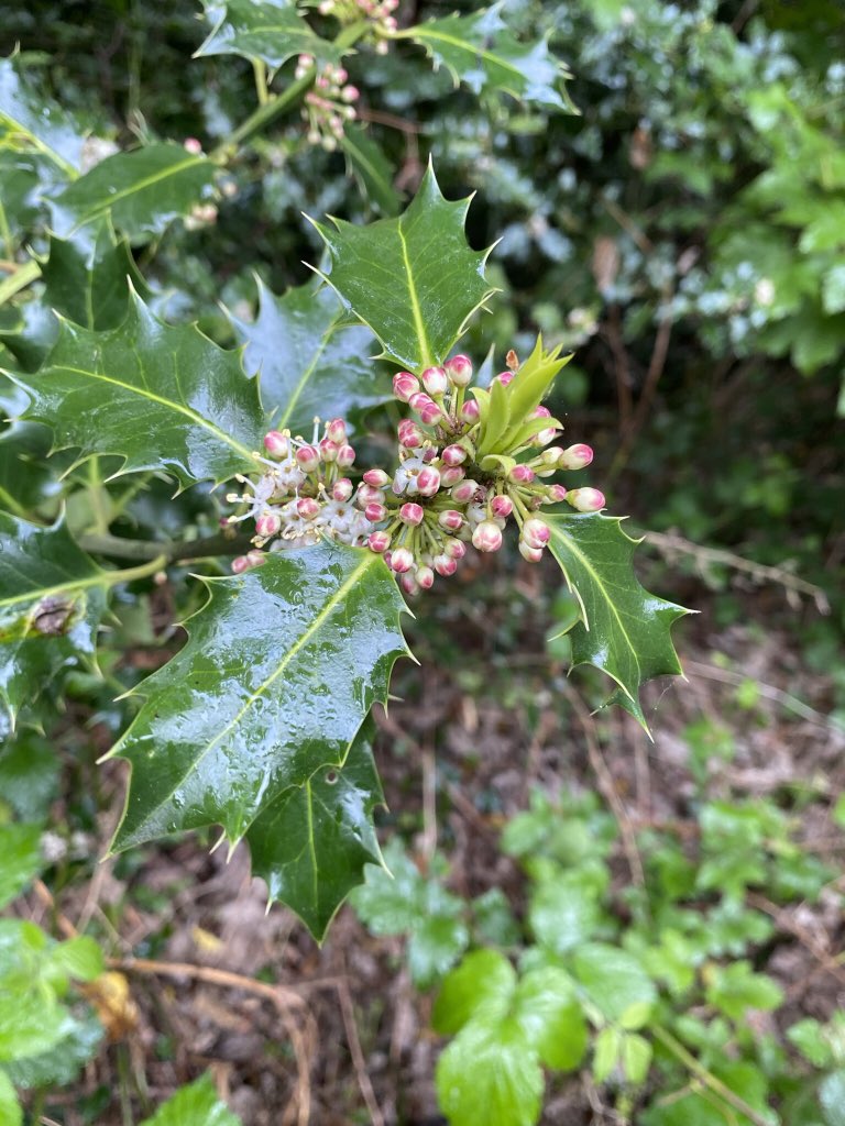 TiCLme's tweet photo. Have you met holly? 😍 …
Tree flowers often go unnoticed
Introduce me to some #treeflowers I might have missed. https://t.co/Rx2hGaeJCJ