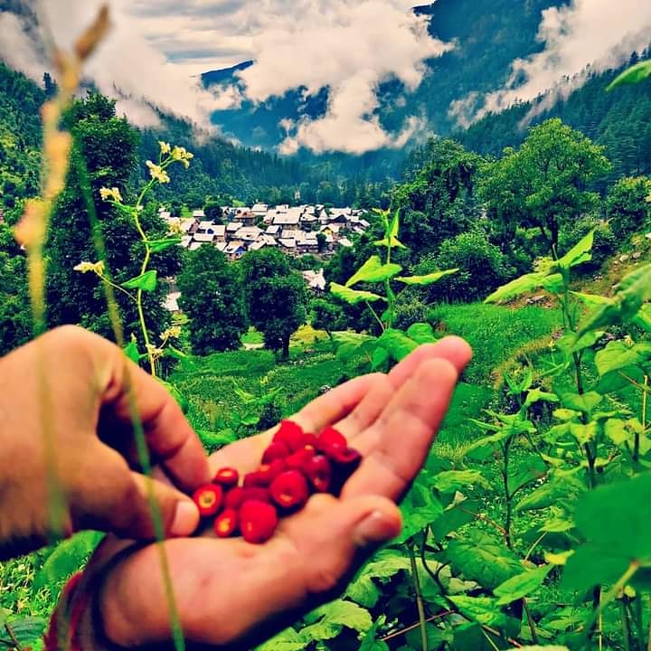 rochan9596's tweet photo. Some Glimpse of Hometown on #WorldEnvironmentDay.The most beautiful scenery is Environment, so protect and conserve it to see it grow more and more❤️
#Dachhan #Kishtwar 
#AmazingJammu https://t.co/9nLb2juEAf