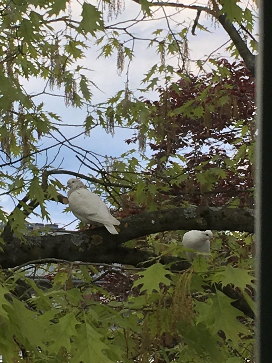 Neulich mal ein schöner Ausblick aus dem Bürofenster. 🙂 #dove #birds