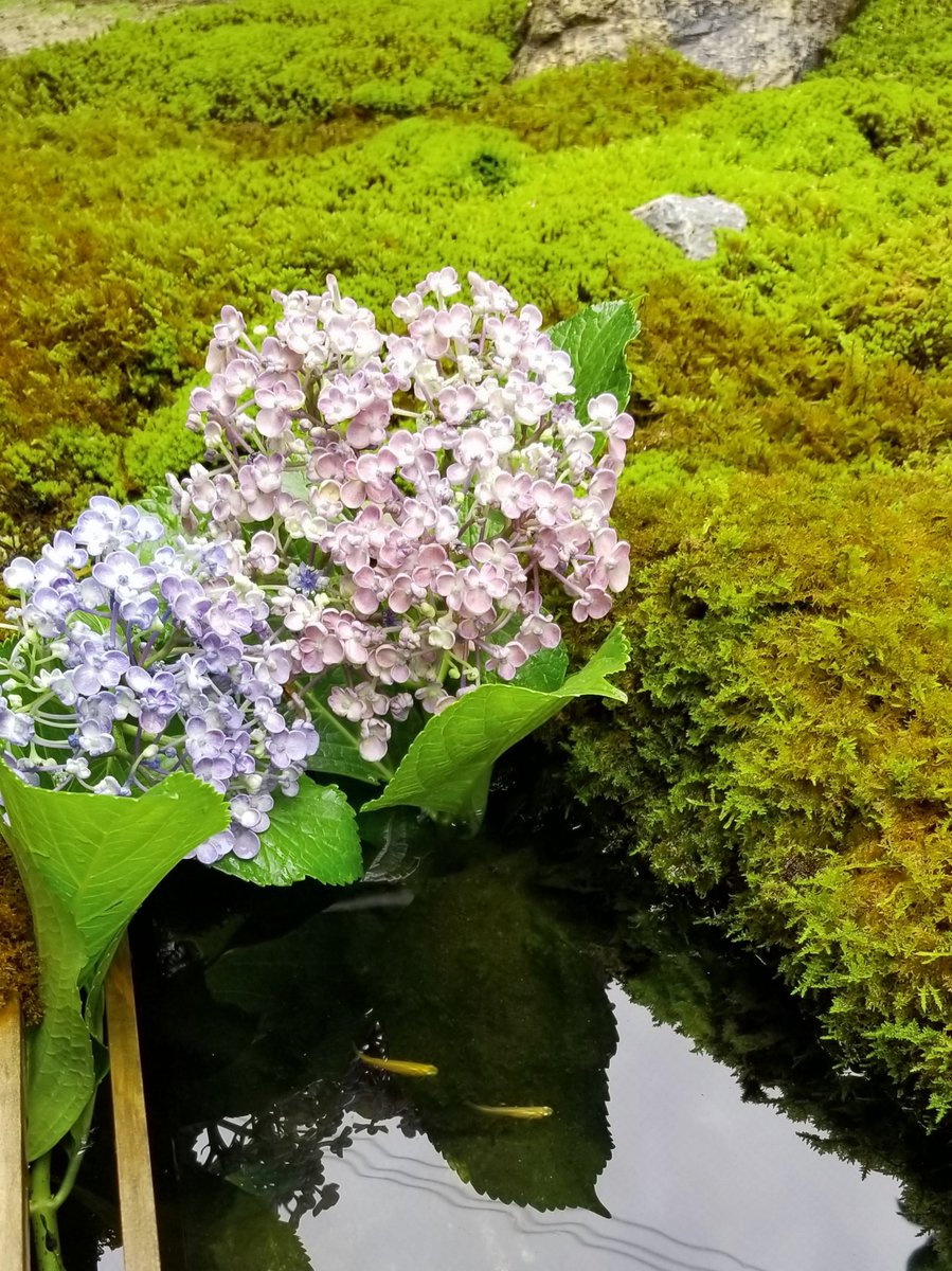 Kin Moku Sei V Twitter 近所のおばちゃんからアジサイ貰いました 池にポイッ 苔 苔テラリウム 苔カフェ ワークショップ 苔庭 古民家カフェ 隠れ家 東大阪 放出 高井田 メンテナンス ほっこりしたい