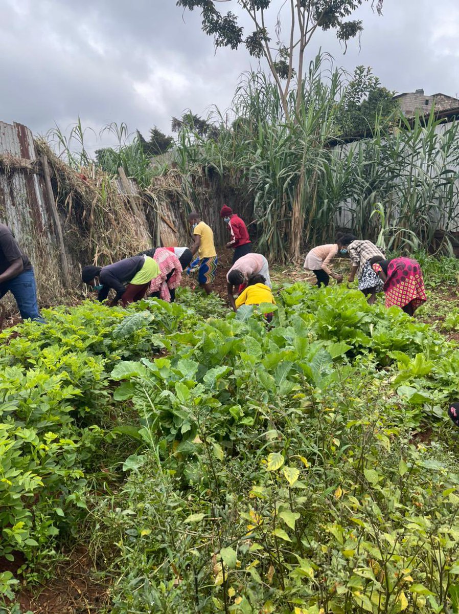 KeshoAlliance's tweet photo. Adopted kitchen Gardens in Kangemi.
Kitchen gardens enable schools provide meals for themselves which in turn attracts more children to stay enrolled. ##WomanNow #WorldEnvironmentDay https://t.co/Quy4nGnSV2