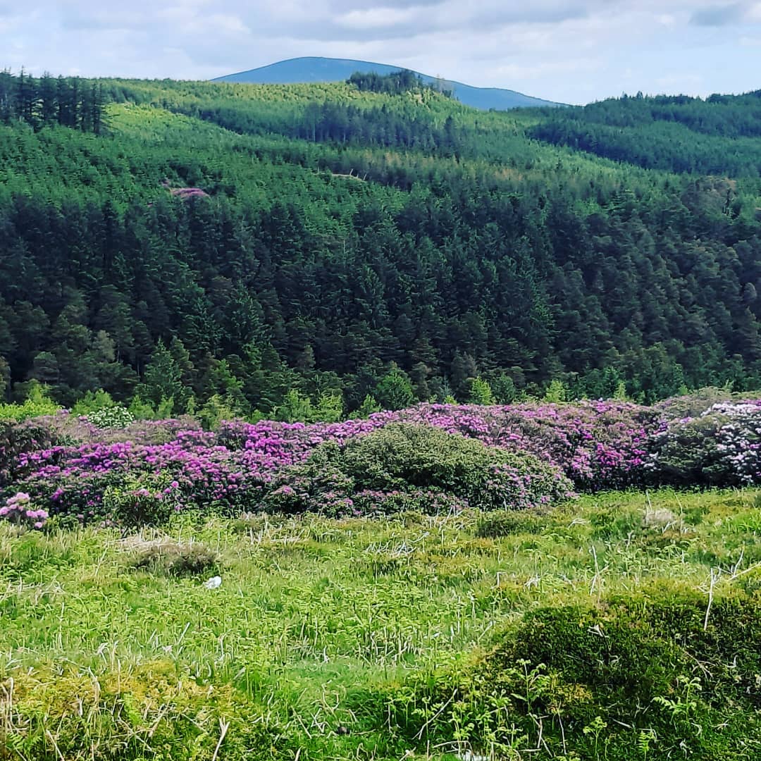 sarahdavidson33's tweet photo. #glenpatrick woods trail Co Waterford. Highly recommend . Now where to next! https://t.co/U9dUFzhUFS