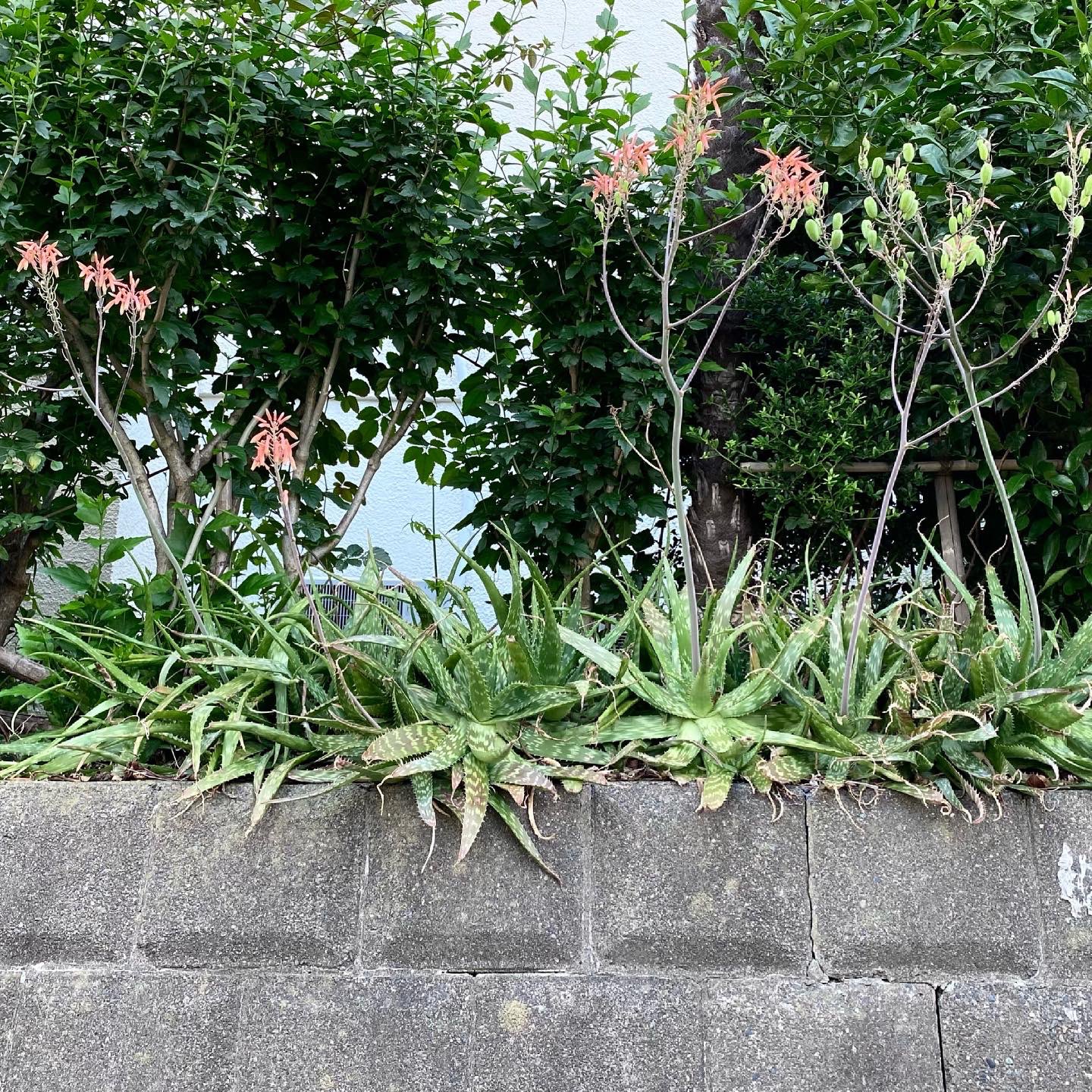 تويتر Tetsuro Oh No على تويتر 近所に見知らぬアロエが咲いていた いつも通っているのに全然気付いてなかった キダチアロエだとばかり思っていたら違う アロエベラにも似てるけど オレンジっぽい赤い花で キダチアロエよりスカスカ 調べるとアロエ