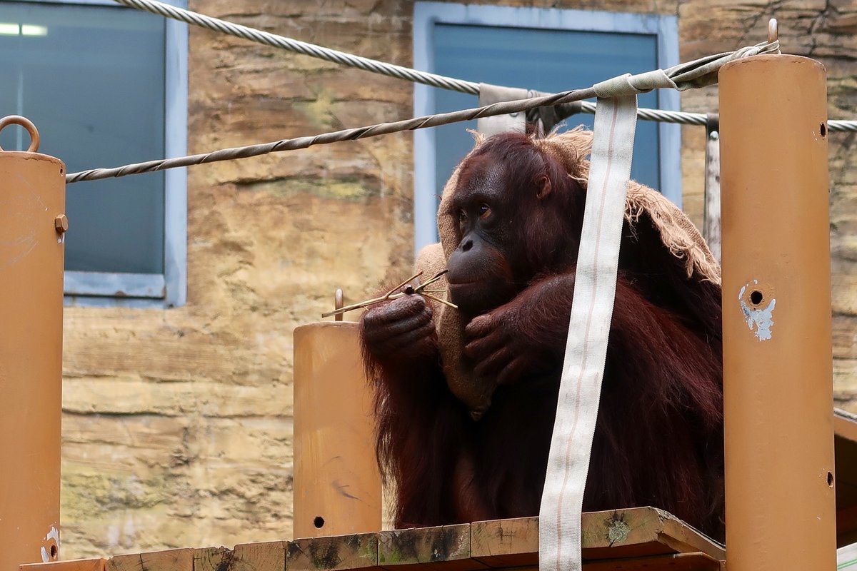 オランぴよ 6 5 多摩動物公園 オランウータンのひな 釧路市動物園から来た子だけどまだ慣れないかな バスが来るたびにこちらを凝視して 特に子どもが好きそうでよく見ていた 少人数で会話していると聞き耳を立てているようだった 多摩動物公園 オランぴよ 6 5 多摩動物公園 オランウータンのひな 釧路市動物園から来た子だけどまだ慣れないかな バスが来るたびにこちらを凝視して 特に子どもが好きそうでよく見ていた 少人数で会話していると聞き耳を立てているようだった 多摩動物公園