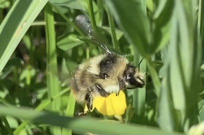 markbellamore's tweet photo. Amazing to see the shrill carder bee at Newport Wetlands yesterday and thanks to #livinglevels for pointing him out https://t.co/uhM5mJHmnB