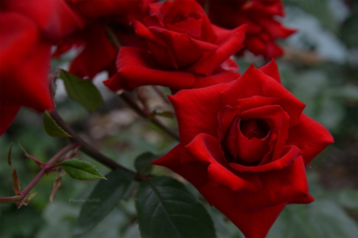 May Flowers Twitter Search