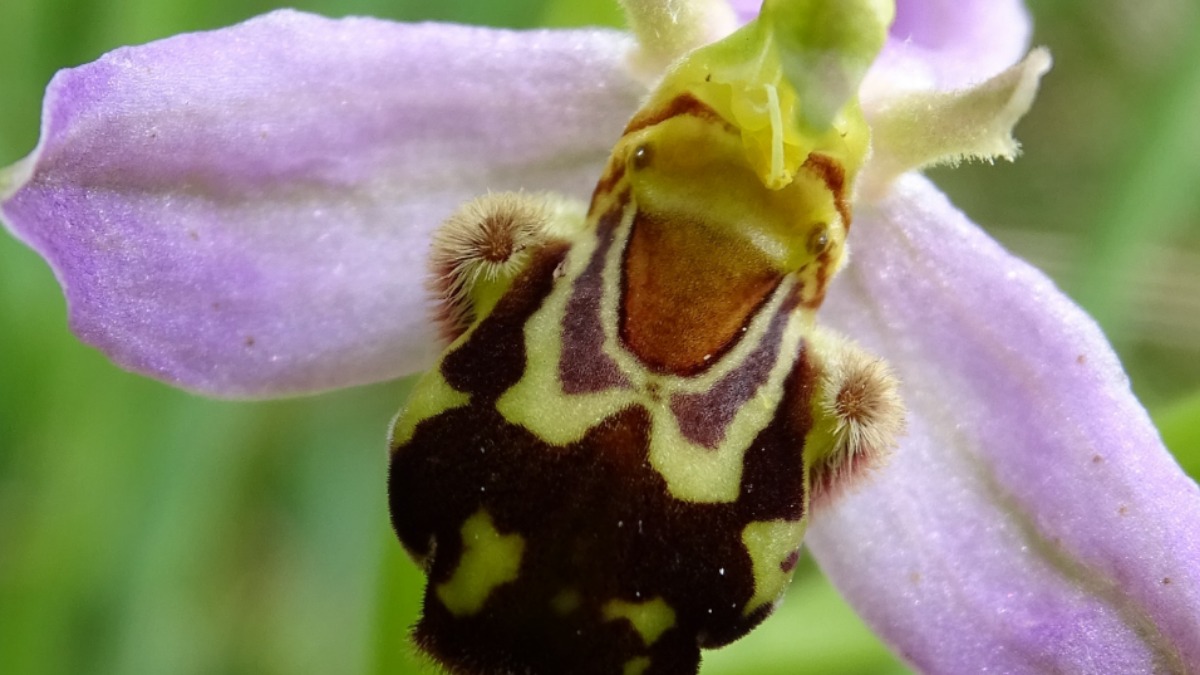 On dirait qu'elle sourit non?
je dirais une Ophrys abeille, orchidée à proximité de la maison...

#orchidée #ophrys #orchid #orchideesauvage #flowers #humour #visage