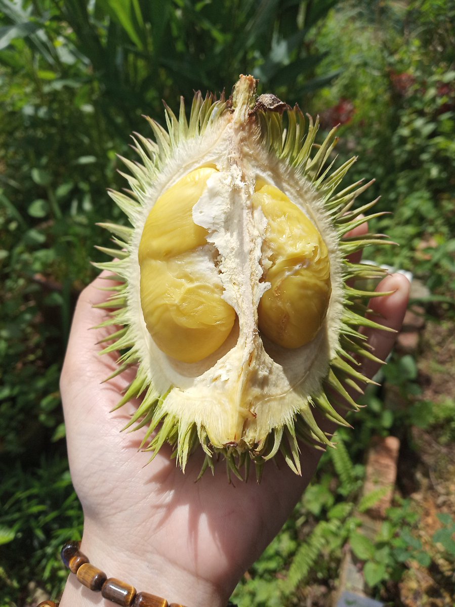 HerbsEncyclope's tweet photo. Durian isu (Durio oxleyanus) or wild durian is another species of durian which believed can only be found in Borneo.

#onlyinBorneo #Malaysia #sarawak #vegan #nutrition #medicalplants #ESTEPS #mothernature #naturalremedy #foodporn #herbalist #plantbased #medicinalplant https://t.co/UTGXxlG4nF