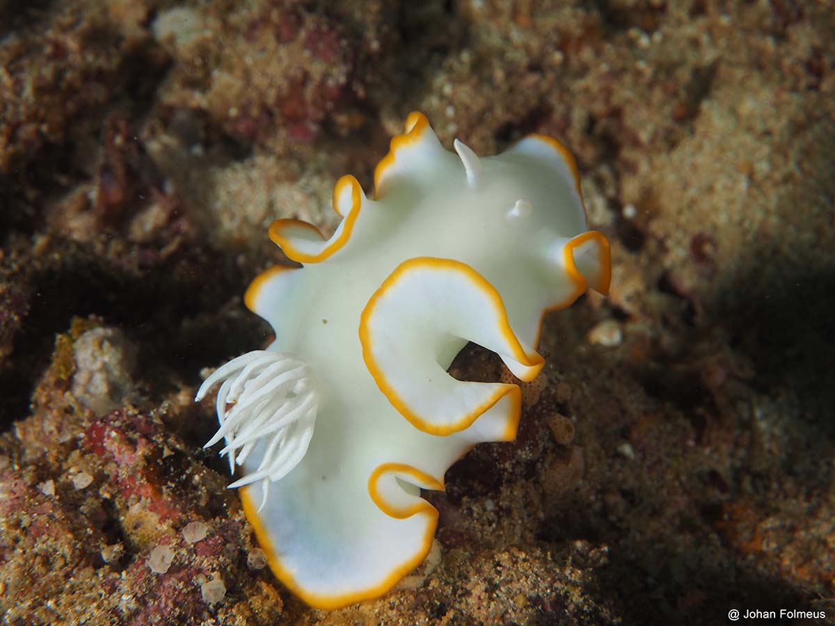 SimilanDiveTour's tweet photo. Nudibranchs are usually too small to see clearly &amp; they don’t move much. But they are really popular among divers. It’s almost a game of who can spot the most nudis, or who can find the rarest species. 
https://t.co/u31bsHZYNb
#marinelife #nudibranch #notroublesjustbubbles #ntjb https://t.co/GsYkQWdYka