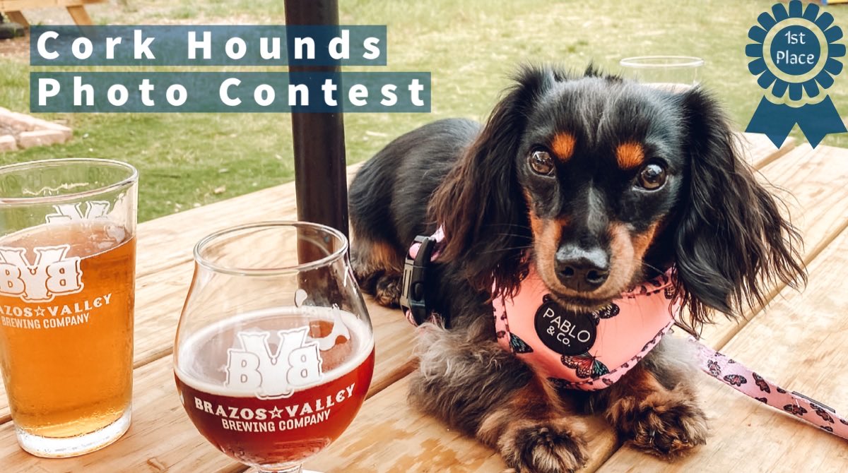 CONGRATULATIONS to our May photo contest winner🎉 Amber Briggs and her dog Tessie 🐶 Here they are enjoying a beer day 🍺 ⁦<a href="/BVBrewing/">BrazosValleyBrewing</a>⁩ 🍺 #dogfriendly #dogs