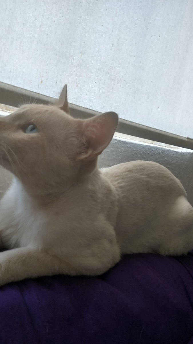 diegocortes1983's tweet photo. Haha rapé a mí gato 😂😂😂 quedó bien fresco https://t.co/K1e8f4YZlw