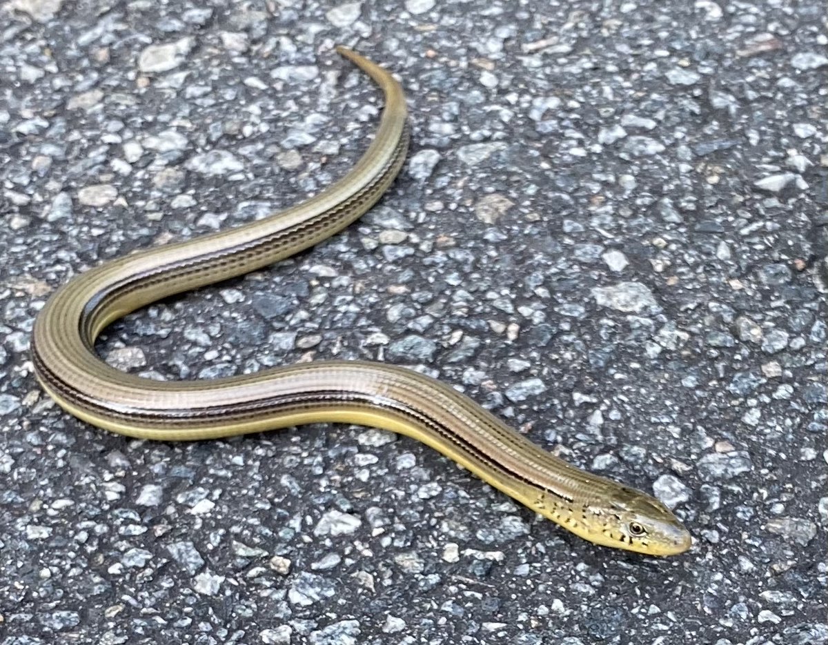 Backyard Bioblitz tweet media